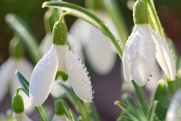 Spring Snowdrops on bokeh background in sunny garden .