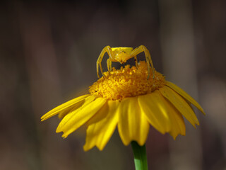 Yellow Crab Spider on a yellow daisy.