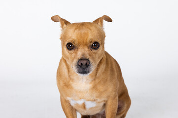Obraz premium A mixed breed small chihuahua small dog on a white backhround with copy space