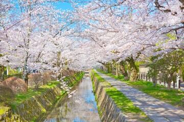 Cherry Blossoms along the Philosopher's Path