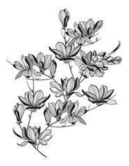 lace flower magnolia, bouquet, vector illustration