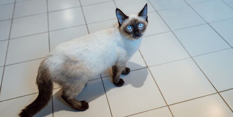 Cat Brown beige cat. Siamese cat resting at home.