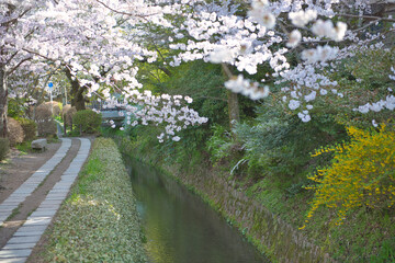 Cherry Blossoms along the Philosopher's Path