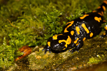 Fire Salamander on a rock looking at camera with focus on foreground