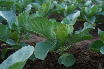 Rows of young cabbage. Young cabbage growing in gardening