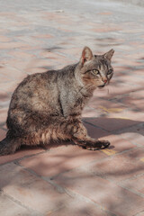 felinos, animal, mascota, gatita, felíno, pelaje, retrato, blanco, naturaleza, negro, mirada, gato atigrado