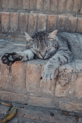 felinos, animal, mascota, gatita, fel&iacute;no, pelaje, retrato, blanco, naturaleza, negro, mirada, gato atigrado