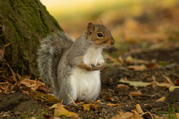 Portrait of a grey squirrel in an urban green space 