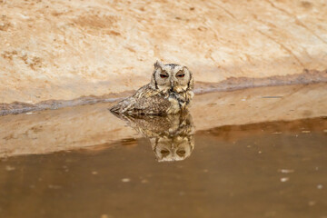 Closeup view of indian scops owl or Otus bakkamoena owlet bird with reflection in water quenching thirst from artificial waterhole hot summer season safari dry deciduous forest of central india asia