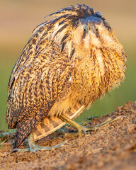 eurasian bittern or great bittern or botaurus stellaris closeup or portrait in natural green background during winter migration at keoladeo national park or bharatpur bird sanctuary rajasthan india