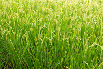 Obraz premium The rice field in a tropical country