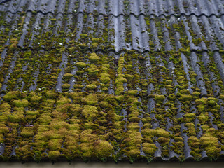 old slate overgrown with moss