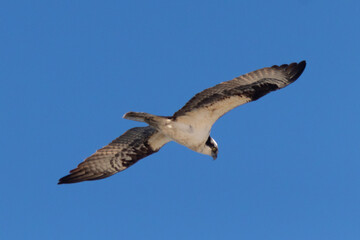 This beautiful osprey was soaring in this blue sky when I took this picture. This large size hawk has such a huge wingspan. The raptor looked magnificent with the striped wing pattern and white belly.