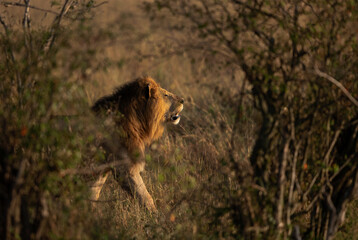 A Lion walking behind bushes at Masai Mara, Kenya