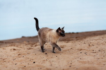 Domestic thai cat walking outdoors on sand beach near water