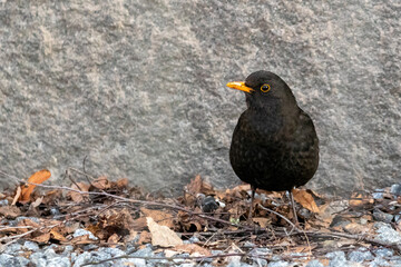 Common Blackbird or Eurasian Blackbird (Turdus merula) Portrait against a Grey Stone Wall