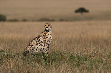 Cheetah on a mound observing the surrounding to hunt, Masai Mara, Kenya