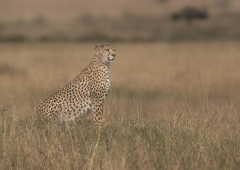 A double exposure image of Cheetah on a mound at Masai Mara, Kenya