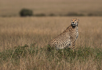 Cheetah on a mound at Masai Mara, Kenya