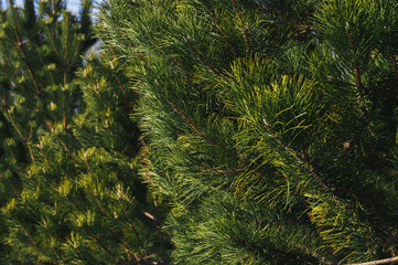 Naklejka premium background of pine green branches with needles close up