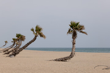 palm trees on the beach