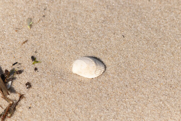 Fototapeta na wymiar This pretty cockle shell lay on the beach among the sand. This pretty image is a classic scene by the ocean. This seashell was washed up and stranded by the ocean. I love the grooves in it.