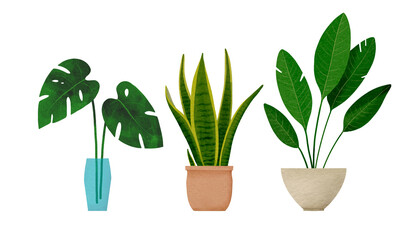 Set of tropical houseplants Bird Of Paradise Tree, Snake Plant Laurentii; Monstera. Digital watercolor