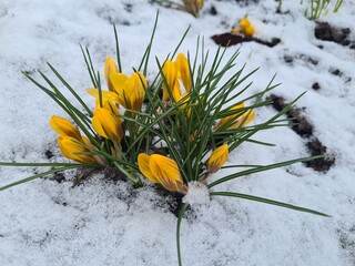 yellow crocuses in snow