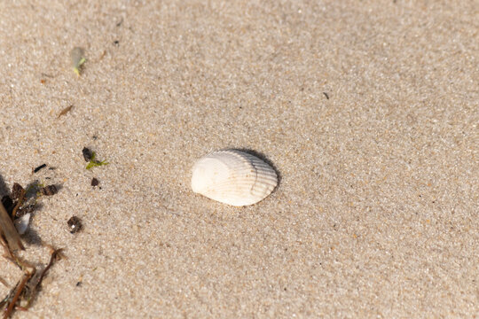  This pretty cockle shell lay on the beach among the sand. This pretty image is a classic scene by the ocean. This seashell was washed up and stranded by the ocean. I love the grooves in it.