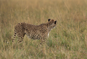 Cheetah viewing on the opposite side in the mid of tall grasses, Masai Mara
