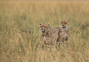 Cheetahs walking in the mid of tall grasses, Masai Mara