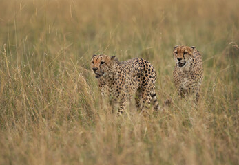 Fototapeta premium Closeup of a pair of Cheetah walking in the mid of tall grasses, Masai Mara