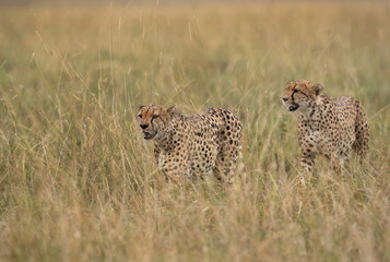 Closeup of a pair of Cheetah walking in the mid of tall grasses, Masai Mara