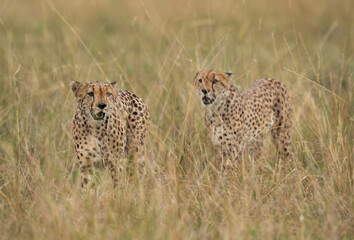 Closeup of a pair of Cheetah walking in the mid of tall grasses, Masai Mara