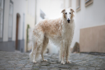 white dog Borzoi or Russian Hunting Sighthound  looking at the camera