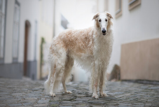 white dog Borzoi or Russian Hunting Sighthound  looking at the camera