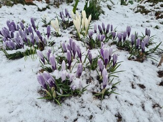 spring flowers in the snow