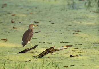 Indian pond heron on green at Keoladeo Ghana National Park, Bharatpur, India