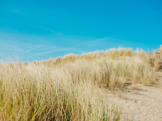 Obraz premium Dried grass in sand