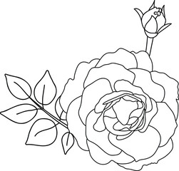 Rose hand drawn illustration in vecor. Sketches, line art.