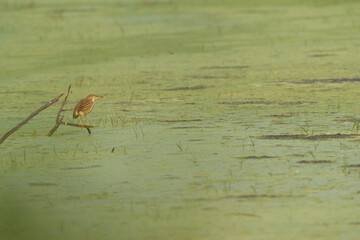 Indian pond heron on green at Keoladeo Ghana National Park, Bharatpur, India