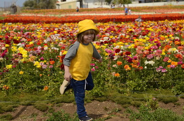 Cute boy 4 years old in a flower field. Portrait of a child across a field of multi-colored ranunculus. Concept: children are the flowers of life, joy, happiness, mother's day. Space for text