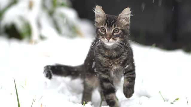 Baby kitten playing outside during snowfall