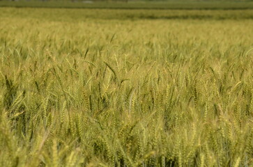 Young green wheat in the field. Green and pale yellow ears of wheat. Freekeh