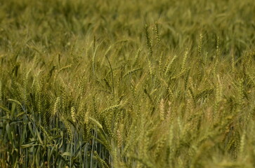 Young green wheat in the field. Green and pale yellow ears of wheat. Freekeh
