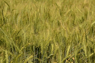 Young green wheat in the field. Green and pale yellow ears of wheat. Freekeh