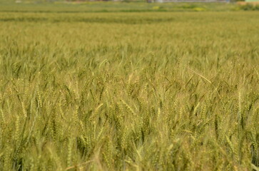 Young green wheat in the field. Green and pale yellow ears of wheat. Freekeh