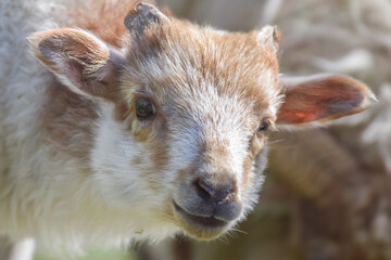 Adorable little white and brown newborn lamb - 589530473