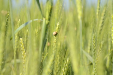 Young green wheat in the field. Green and pale yellow ears of wheat. Freekeh