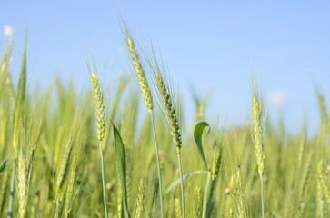 Young green wheat in the field. Green and pale yellow ears of wheat. Freekeh